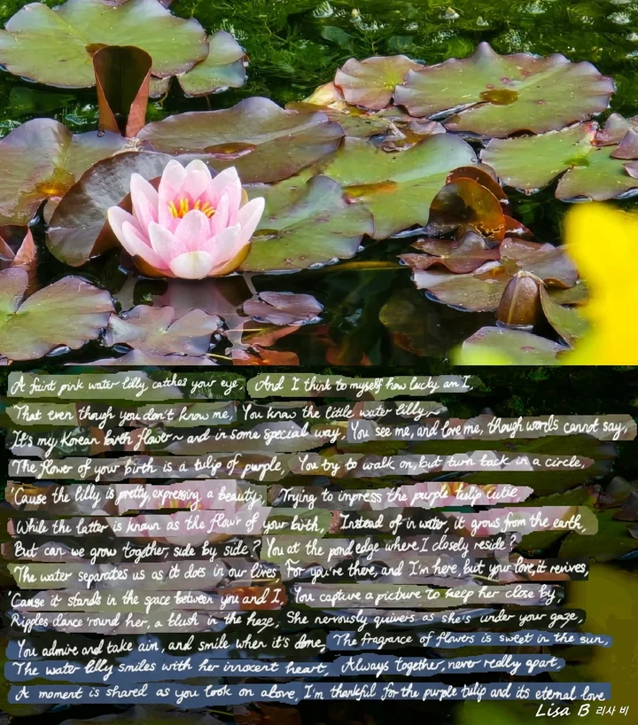 The Water Lily and The Purple Tulip' by Lisa B 리사 비